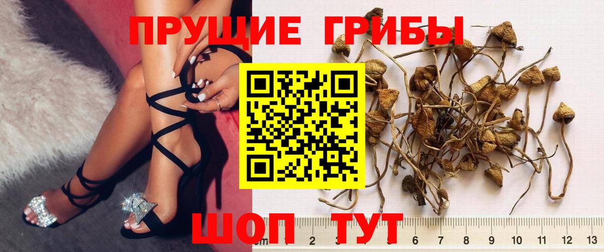 Галлюциногенные грибы Psilocybe Советская Гавань
